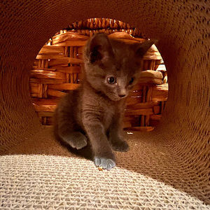 Meet your Posher, Mia